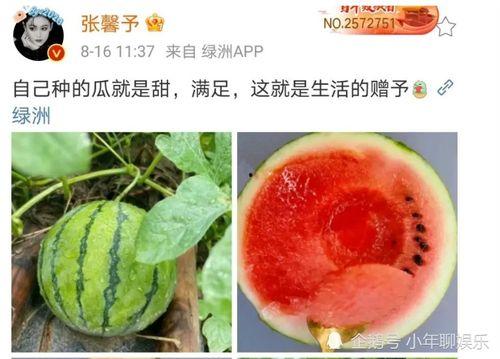 娱乐圈吃瓜的图片大全